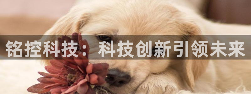 铭控科技：科技创新引领未来